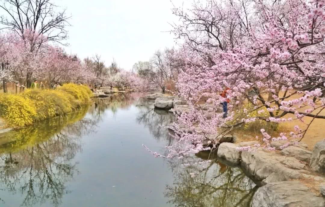 2019年北京植物园第31届桃花节定于本周六开幕,门票价格 出行交通 观