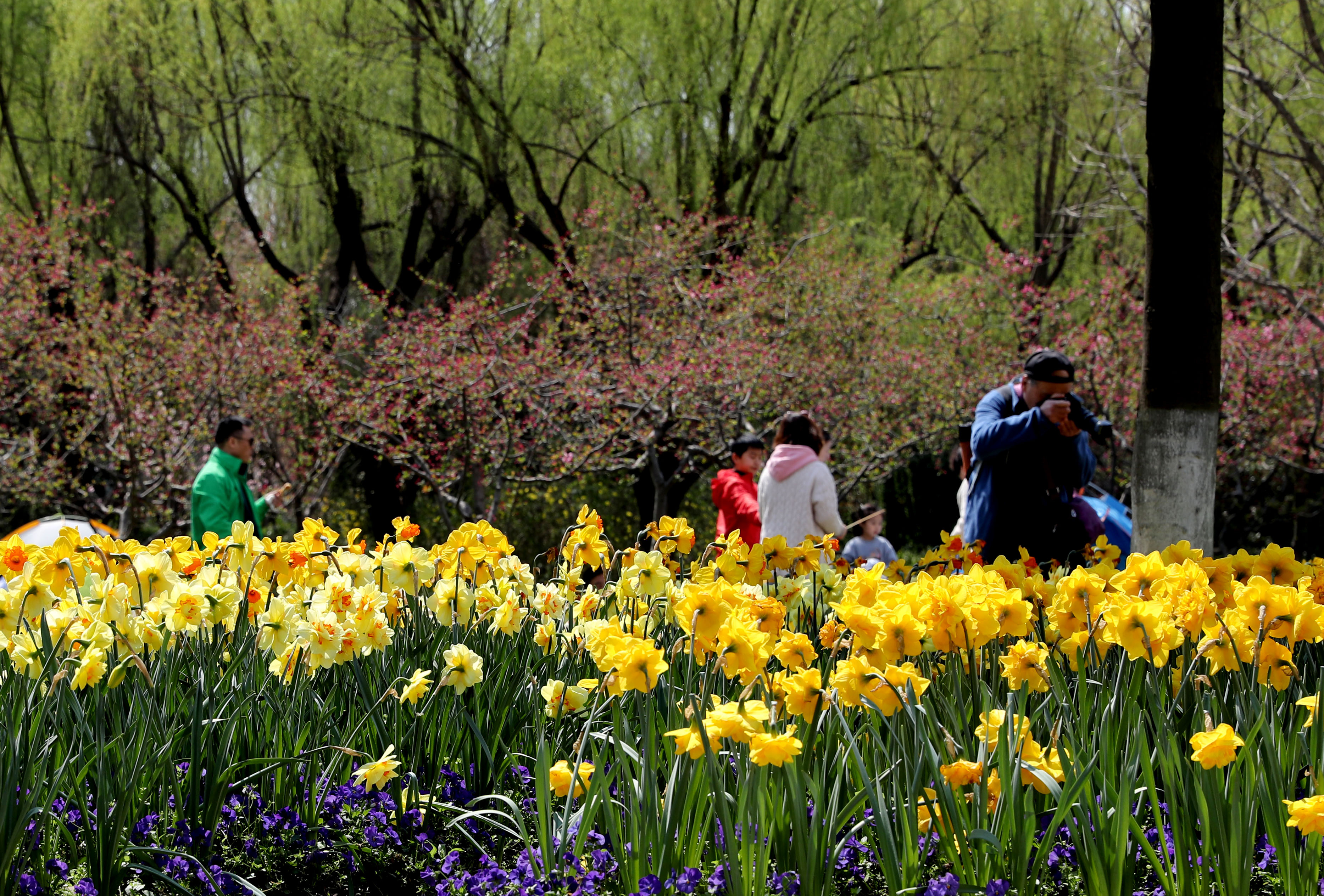 3月23日,人们在闵行体育公园赏花,拍照.