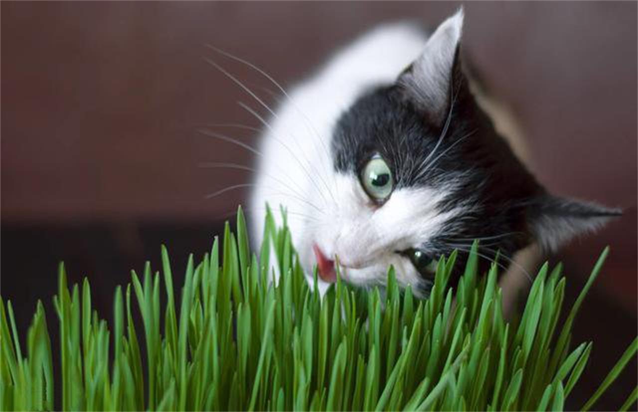 猫爪草-天目山药用植物-图片