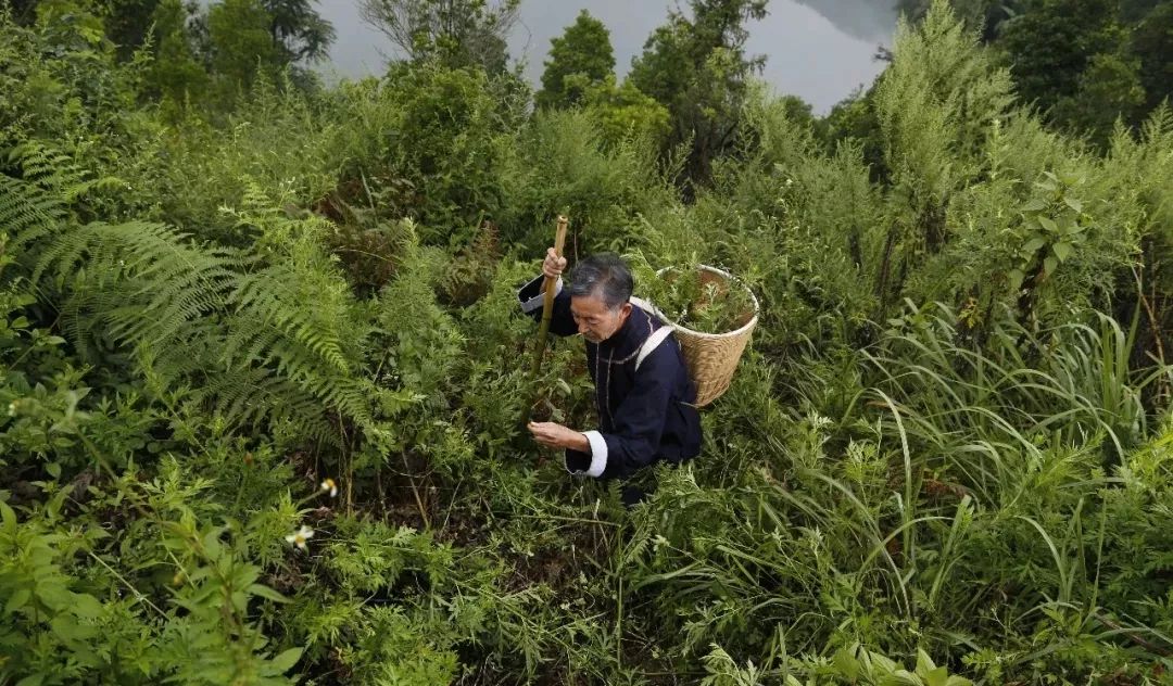 老中医上山采药