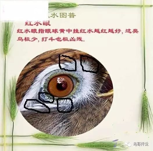 画眉鸟的眼睛分类及解析