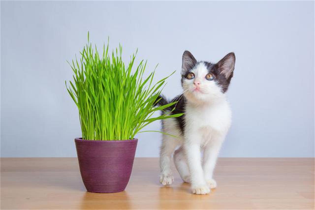猫咪为何都爱吃草？猫吃草是为什么？ - 哔哩哔哩
