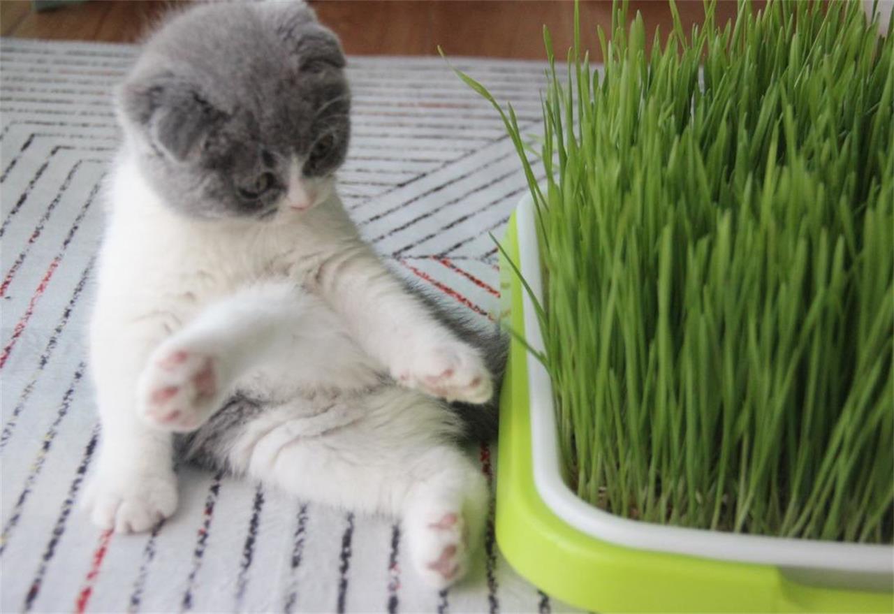 猫可以吃的草统称猫草，简单好养水培猫草 - 知乎