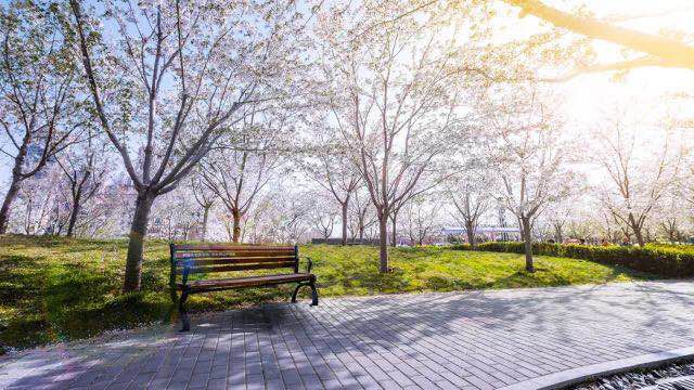 (2018年樱花节实景图)(龙湖·葡醍海湾实景图)4月7日,龙湖樱花大道