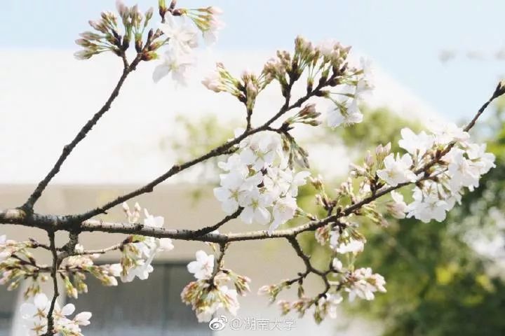 和煦的阳光穿过花瓣,昭示着春的气息.