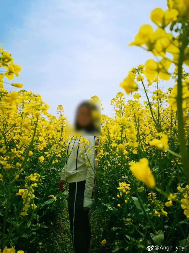 走,去高淳看油菜花!