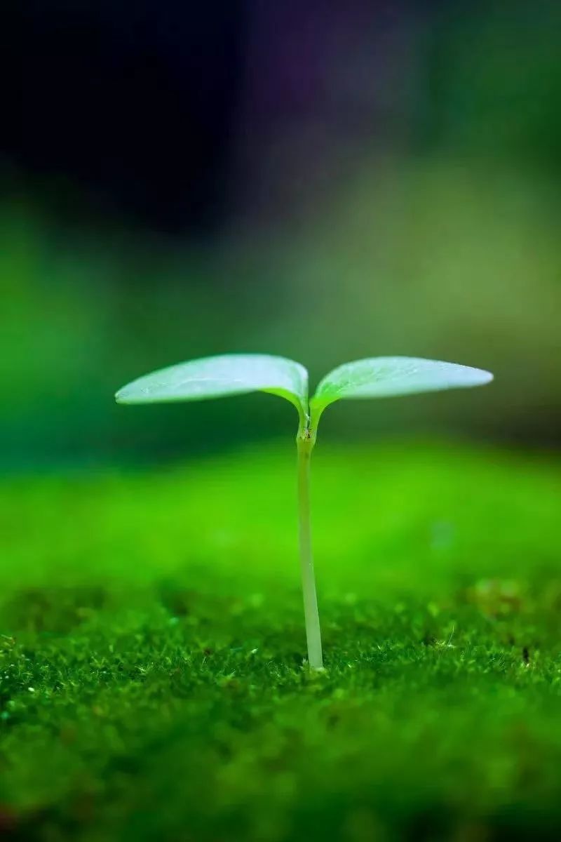 微风细雨简谱_微风细雨简谱邓丽君(3)