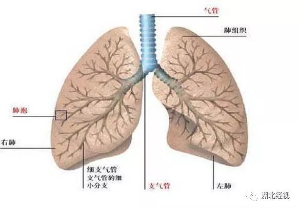 30岁女白领肺部烂出多个大洞医生痛心这样的年轻人比比皆是