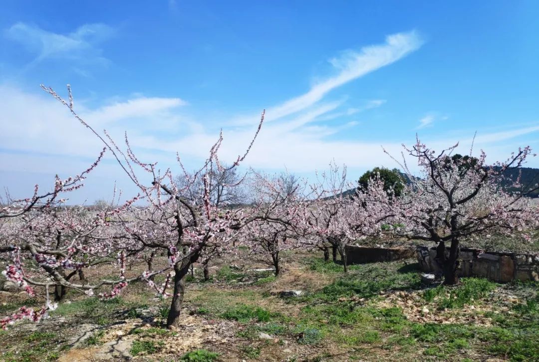 卢兴村带领下实施引果上山工程和生态旅游富民工程,建成"十里杏花村"