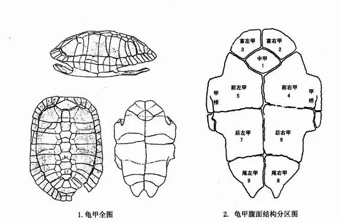 以殷墟龟甲为例,大致为: 杀龟取腹甲部分(也有用背甲部分)进行前期