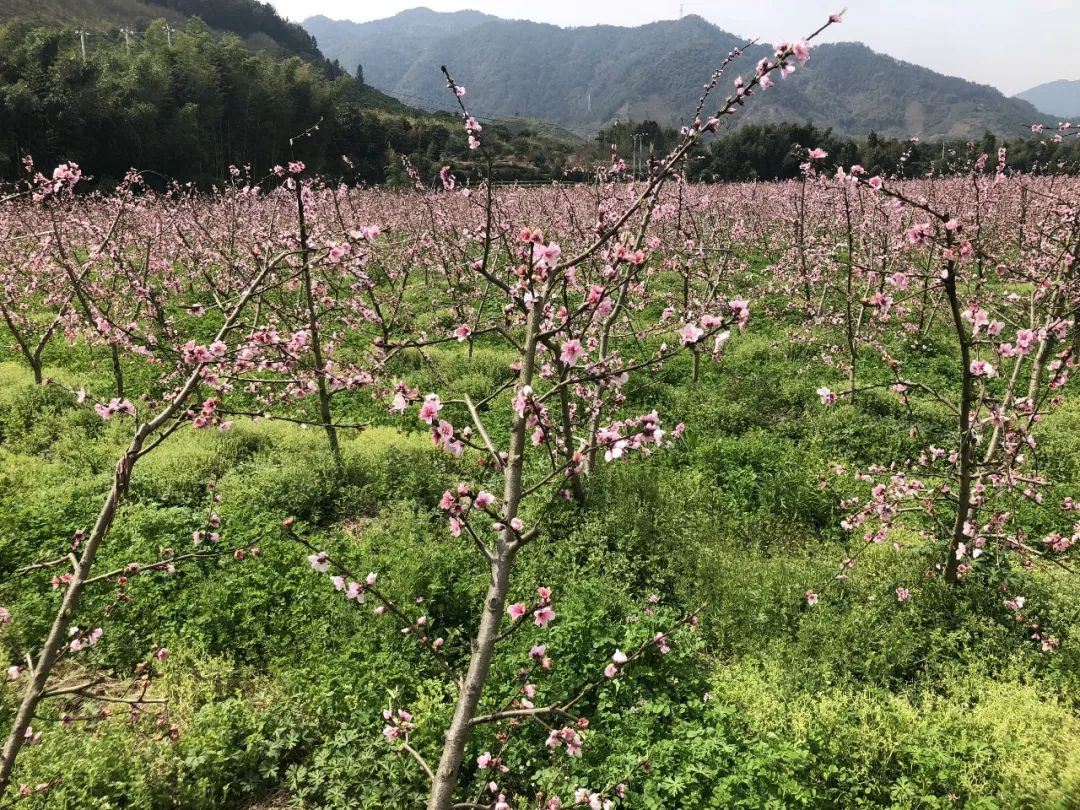 松阳又一处绝美的桃花盛宴约起