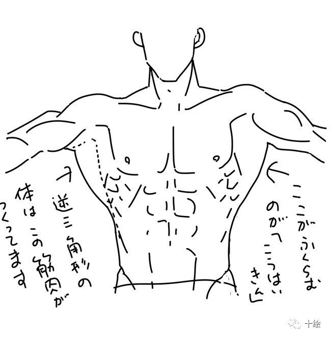 男性腹肌怎么画？怎么画人体肌肉？