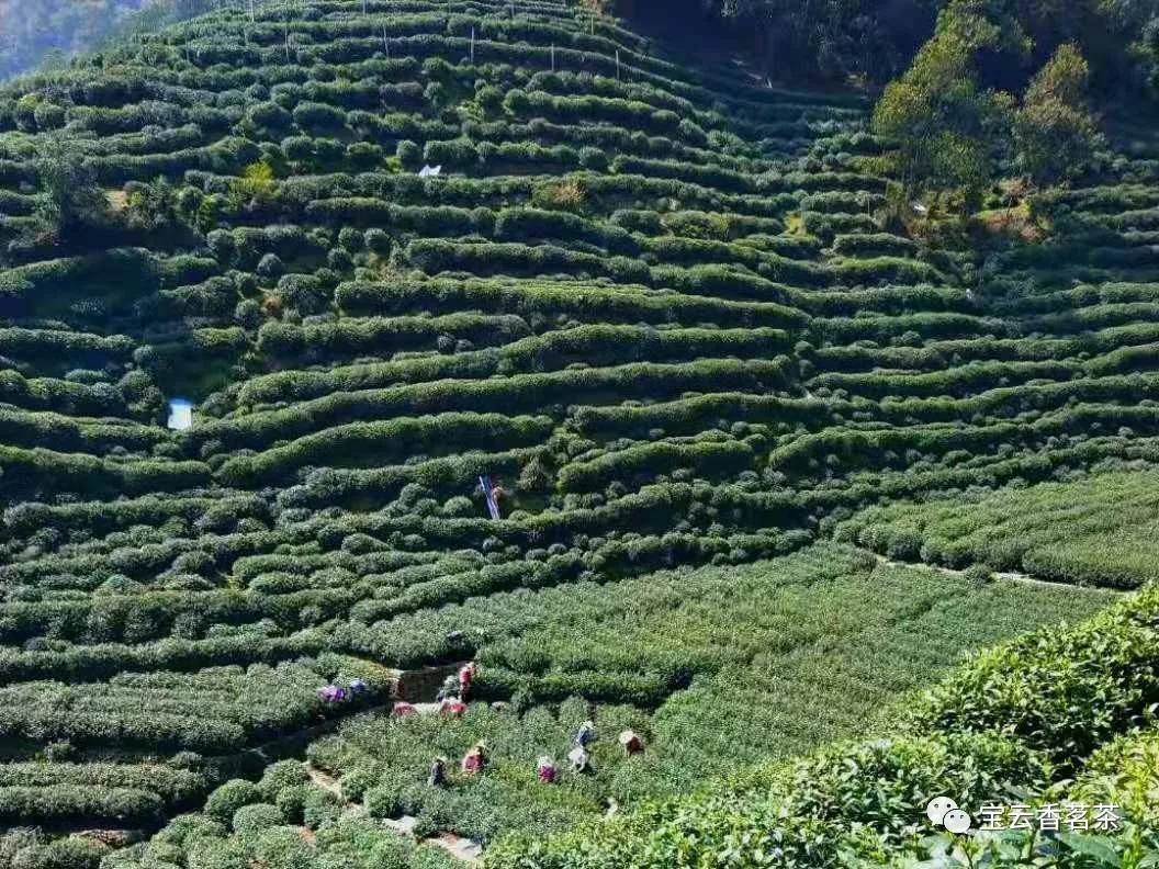 狮峰龙井茶_狮峰山土茶头采