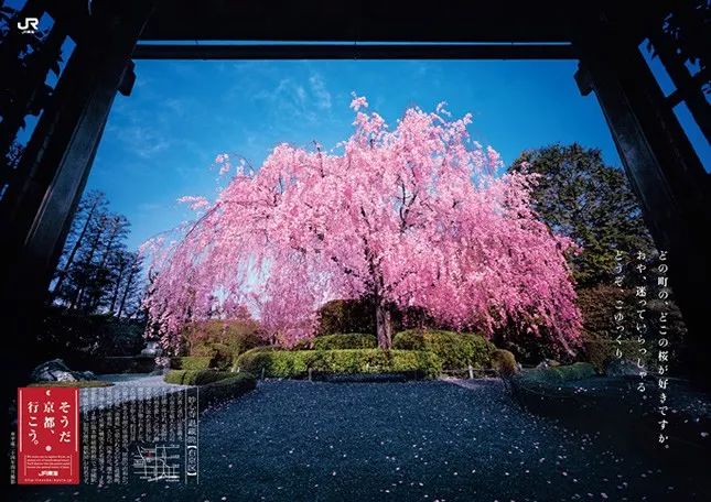 张柏芝相隔18年的樱花舞,漫画中的梦幻樱花雨,日本赏樱来这里!