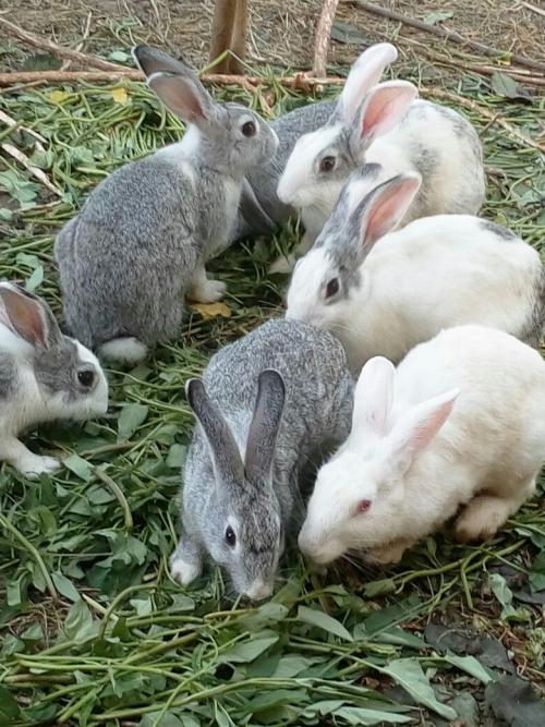 农民养的家兔和野兔有什么区别看完这篇文章就知道了
