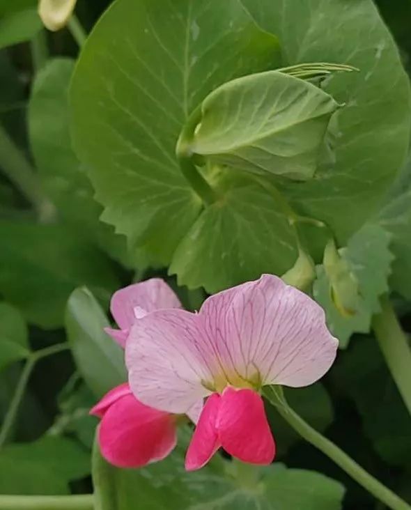 三丝瘤介菜 玉树 豌豆花_大头菜