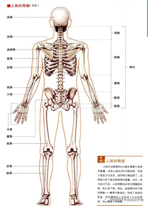 3d人体解剖图