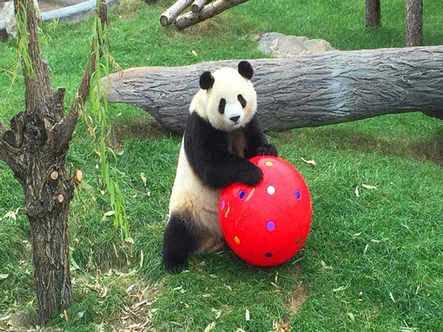 熊猫宝宝努力练习体操球,欲为动物园争光,刺激动作令游客叫好!