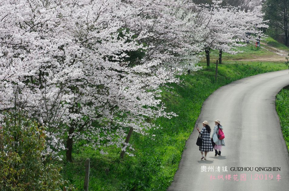 清镇右二村的红枫湖樱花园