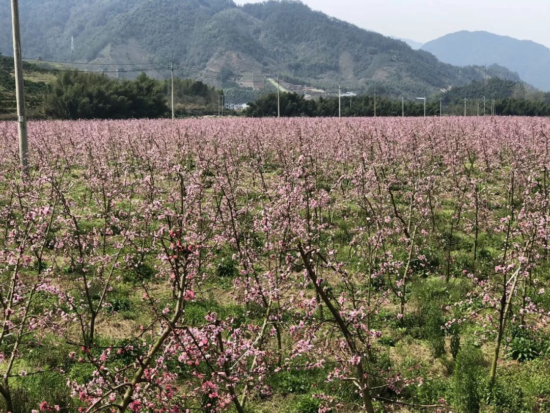 松阳又一处绝美的桃花盛宴约起