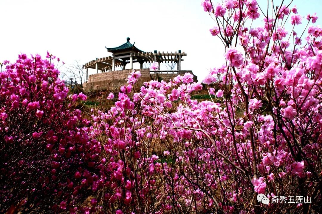 【花期已至】五莲山邀您赏花打卡_杜鹃花