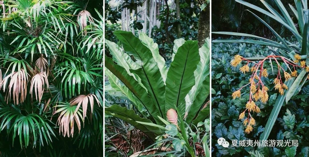 阿勒顿花园曾辗转经过夏威夷皇后,甘蔗种植园大亨之手,最终被艺术家和