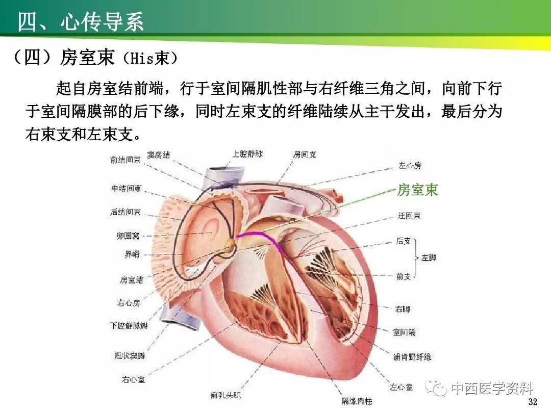 心的解剖