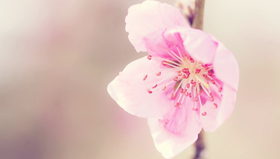 简谱桃花运_桃花运简谱歌谱