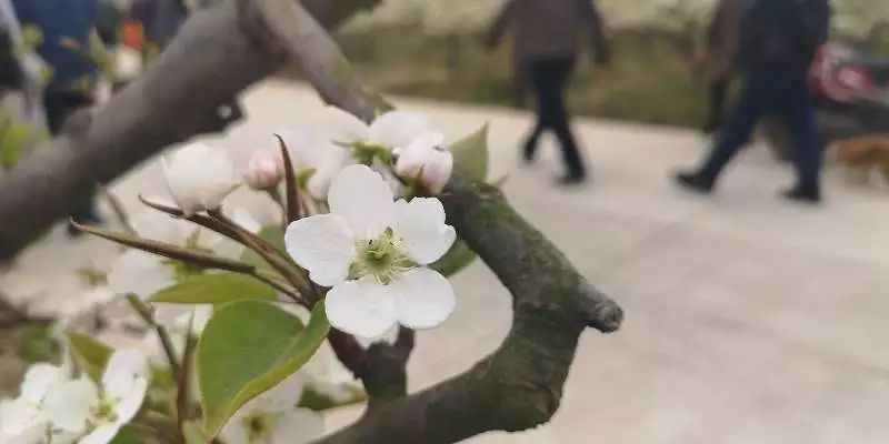 今天(3月23日),安州区花荄镇红花源国家级aaa景区第三届梨花艺术节