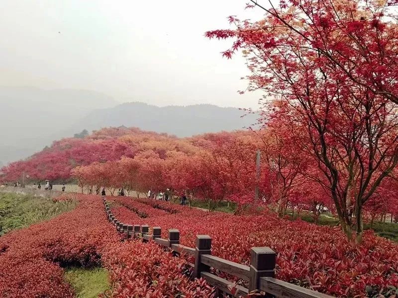 金色石滩麒麟花海低空运动飞行旅游节