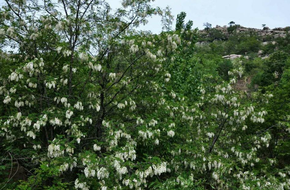 上槐花宴咯~4月1日"魅丽刘河 休闲三山"首届槐花节开幕!