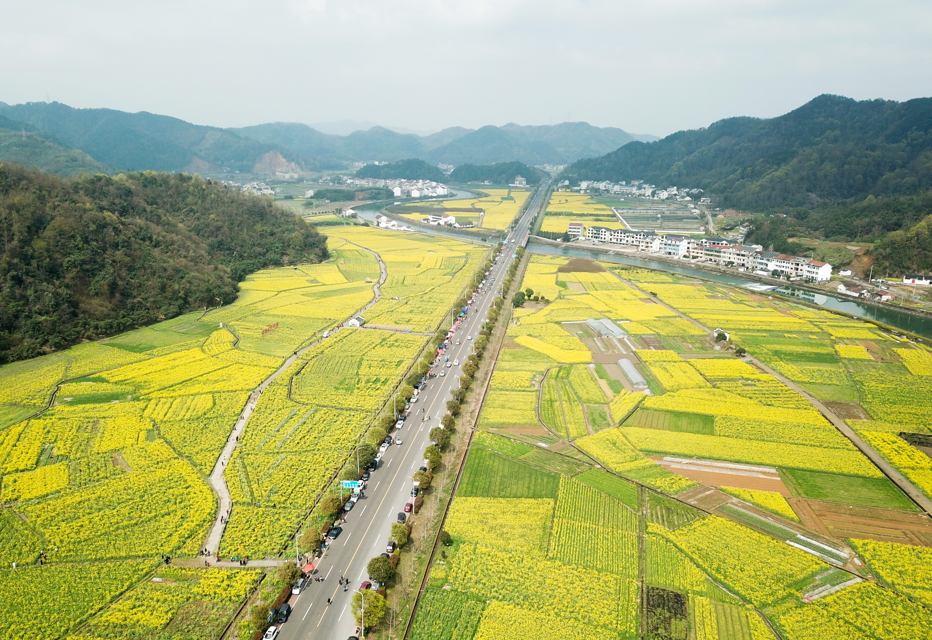 油菜花开遍地金