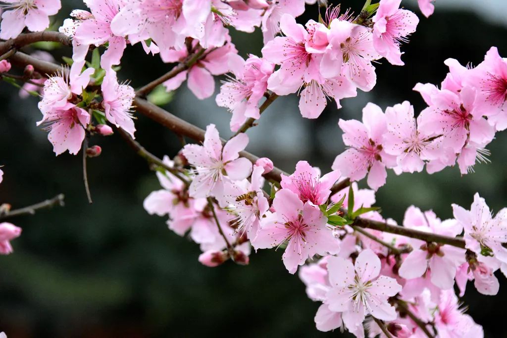 梨花,李花,玉兰,迎春花…花开时节春满园感受春的气息走进广中下面让