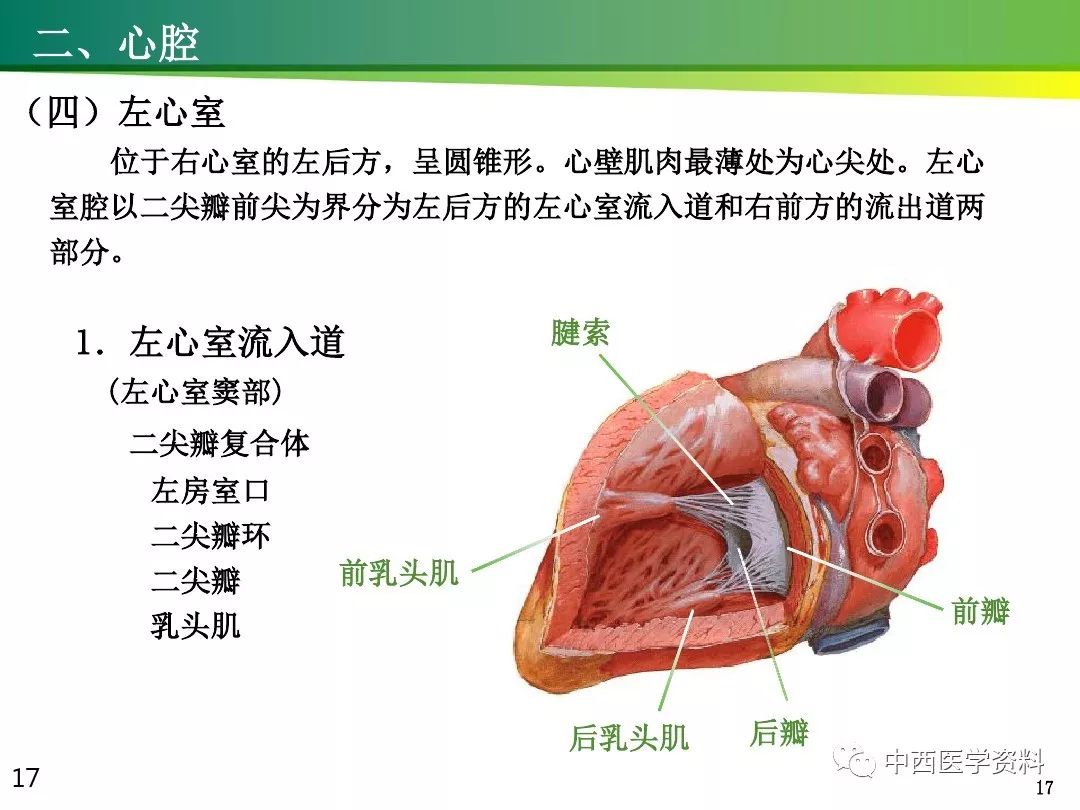 心的解剖