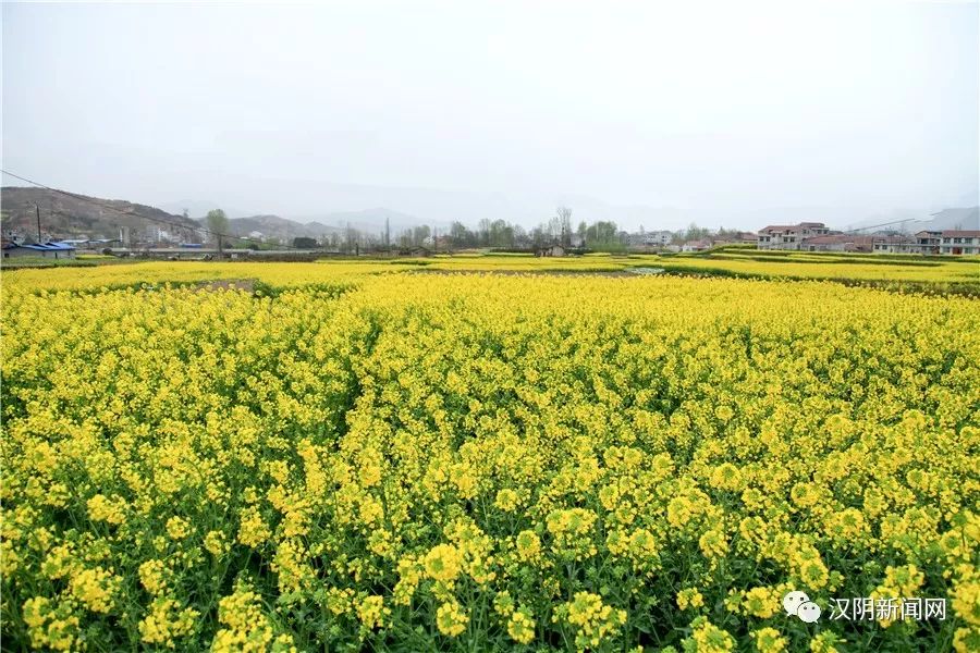 让我们在花海"邂逅"—2019年安康"春来早"暨汉阴油菜花旅游季启动