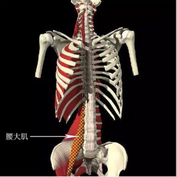 起点:最尾侧起骶骨背面,低达第4骶骨后孔,髂后上棘和骶髂后韧带 腰部