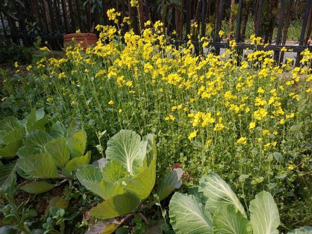 院种一片油菜花 (打油诗)