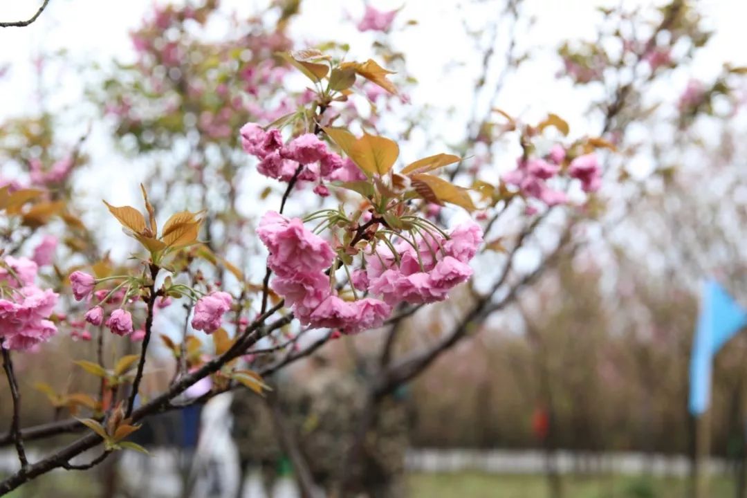 不负春光不负卿,来岳池邂逅一场浪漫的樱花雨吧