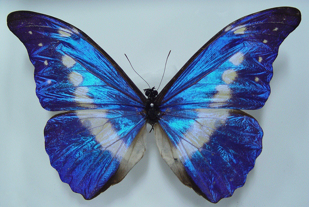 蓝闪蝶是世界上最美丽的蝴蝶.返回搜狐,查看更多