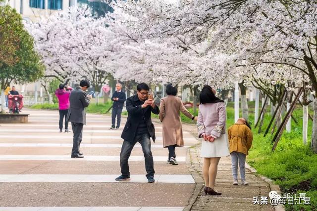 湖北经济学院樱花大道火了,五里界的大片油菜花也开了