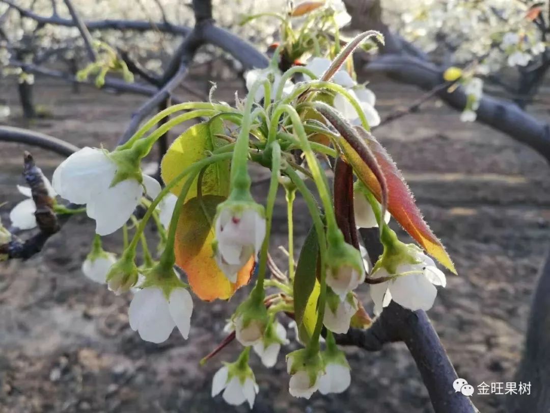 苹果花期低温冻害自救措施