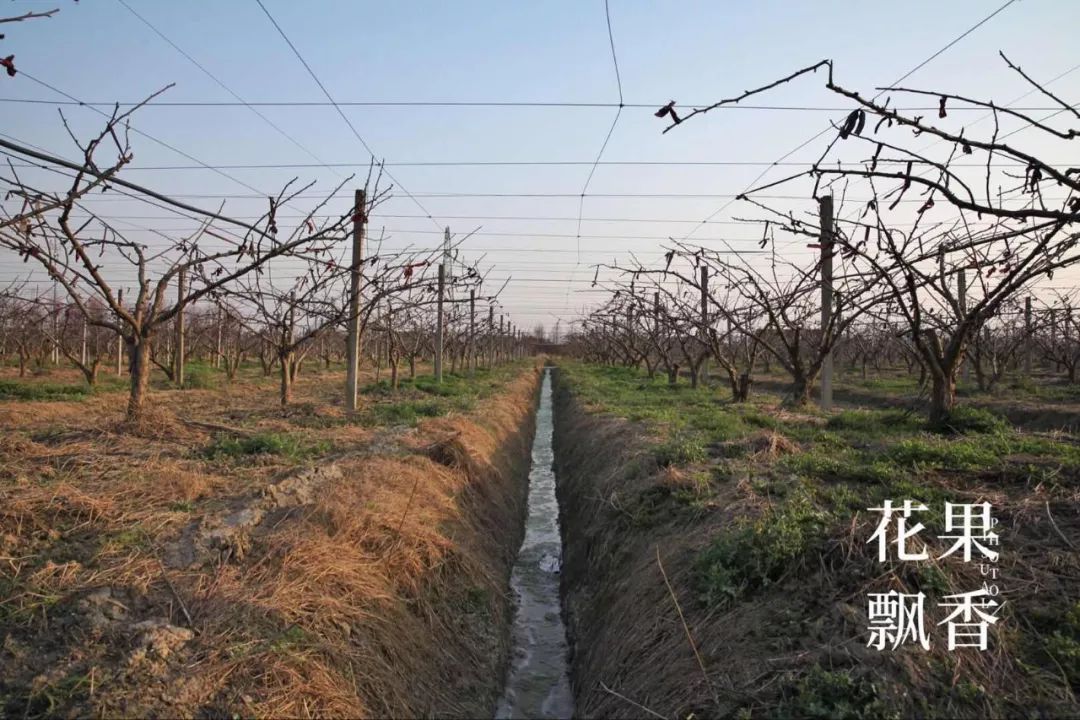 过沟南方平原地区果园机械化的一道坎