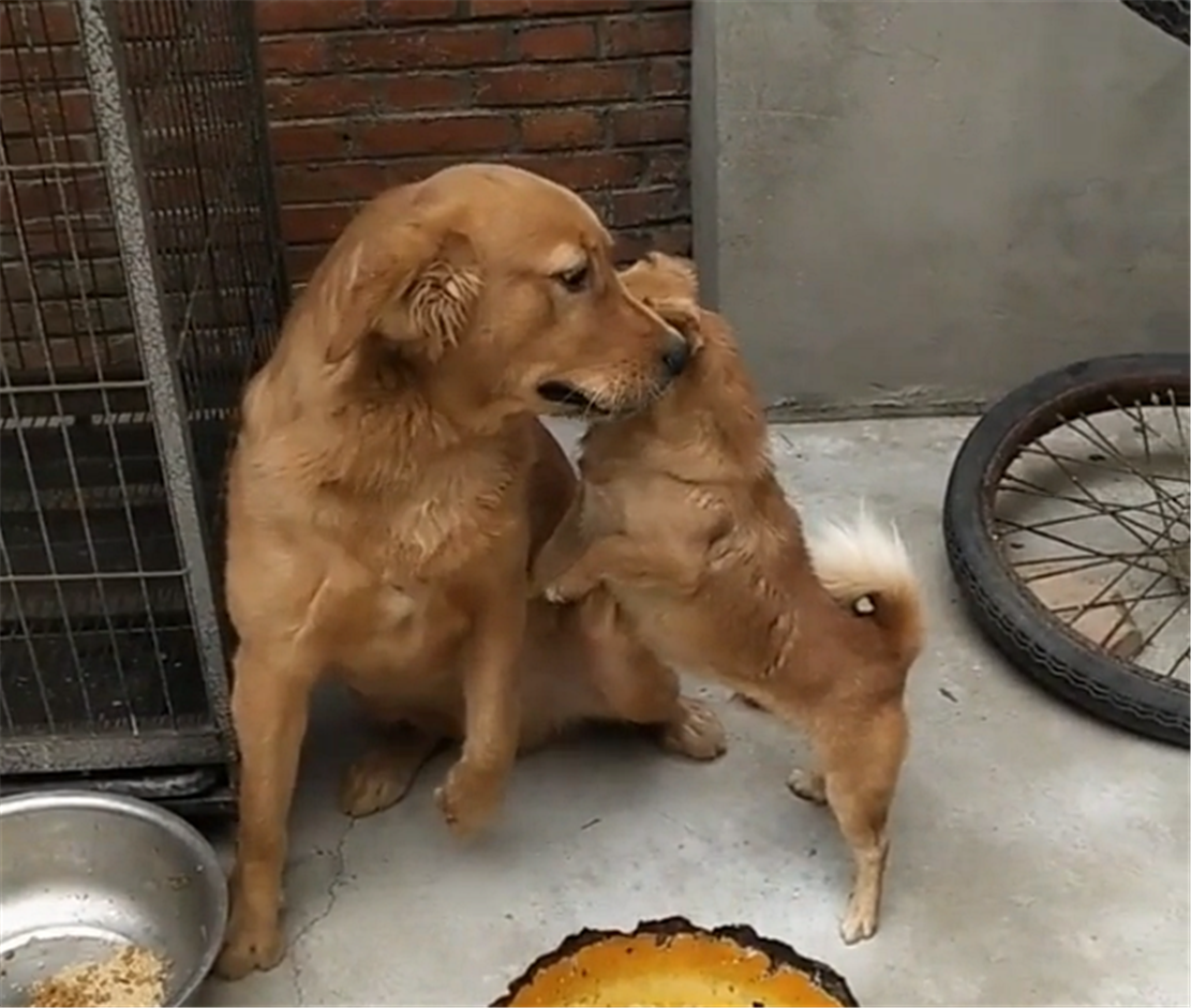 原创田园犬跟大金毛抢饭,昂头冷面金毛叫嚣,田园犬:气场不能输