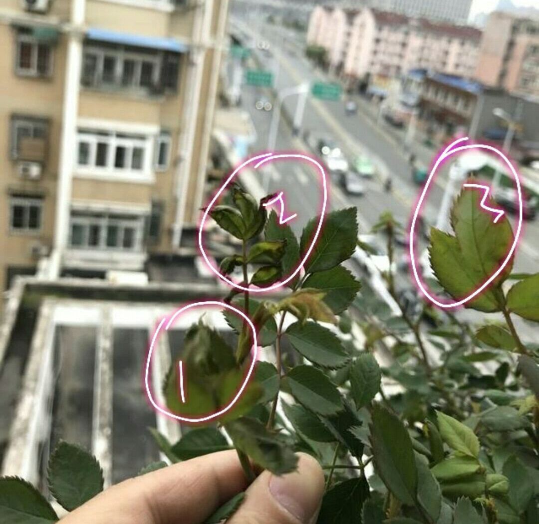 花友们来说说:春季养护的月季花嫩叶焦边发黑是怎么回事?