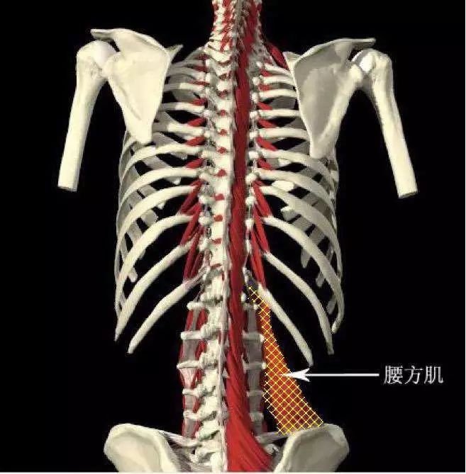 起点:最尾侧起骶骨背面,低达第4骶骨后孔,髂后上棘和骶髂后韧带 腰部