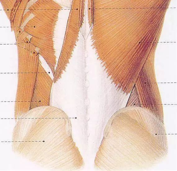 还是很实用的腰骶部解剖和手法的应用