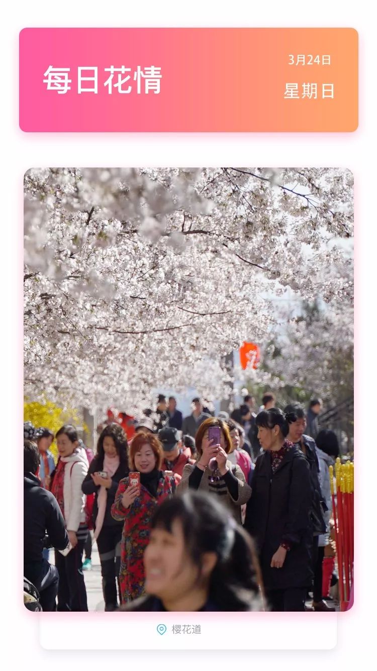 【嘉华旅游分享】邹平樱花山花情播报:一起赏樱,趁阳光不燥,趁樱花