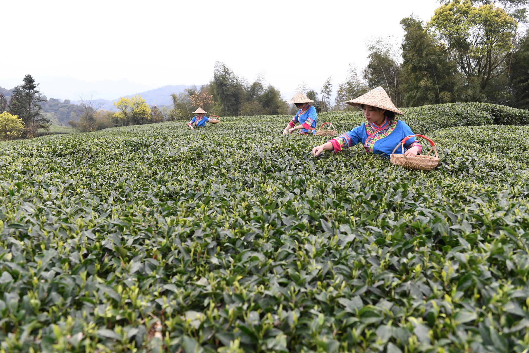 福鼎茶乡迎来白茶开茶季_点头镇