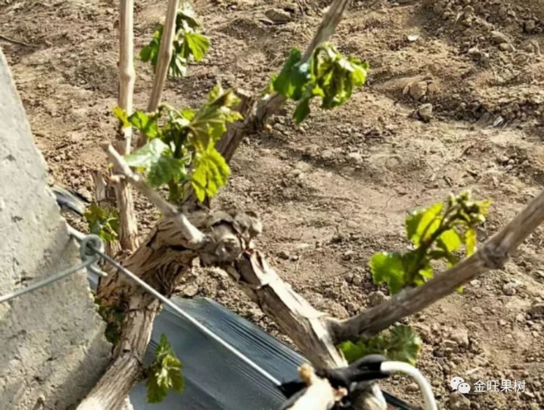 苹果花期低温冻害自救措施