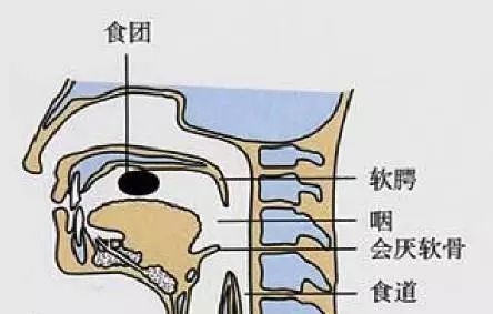 冷知识!原来和发音器官会厌软骨有关啊!